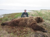 Alaska Peninsula Brown Bear